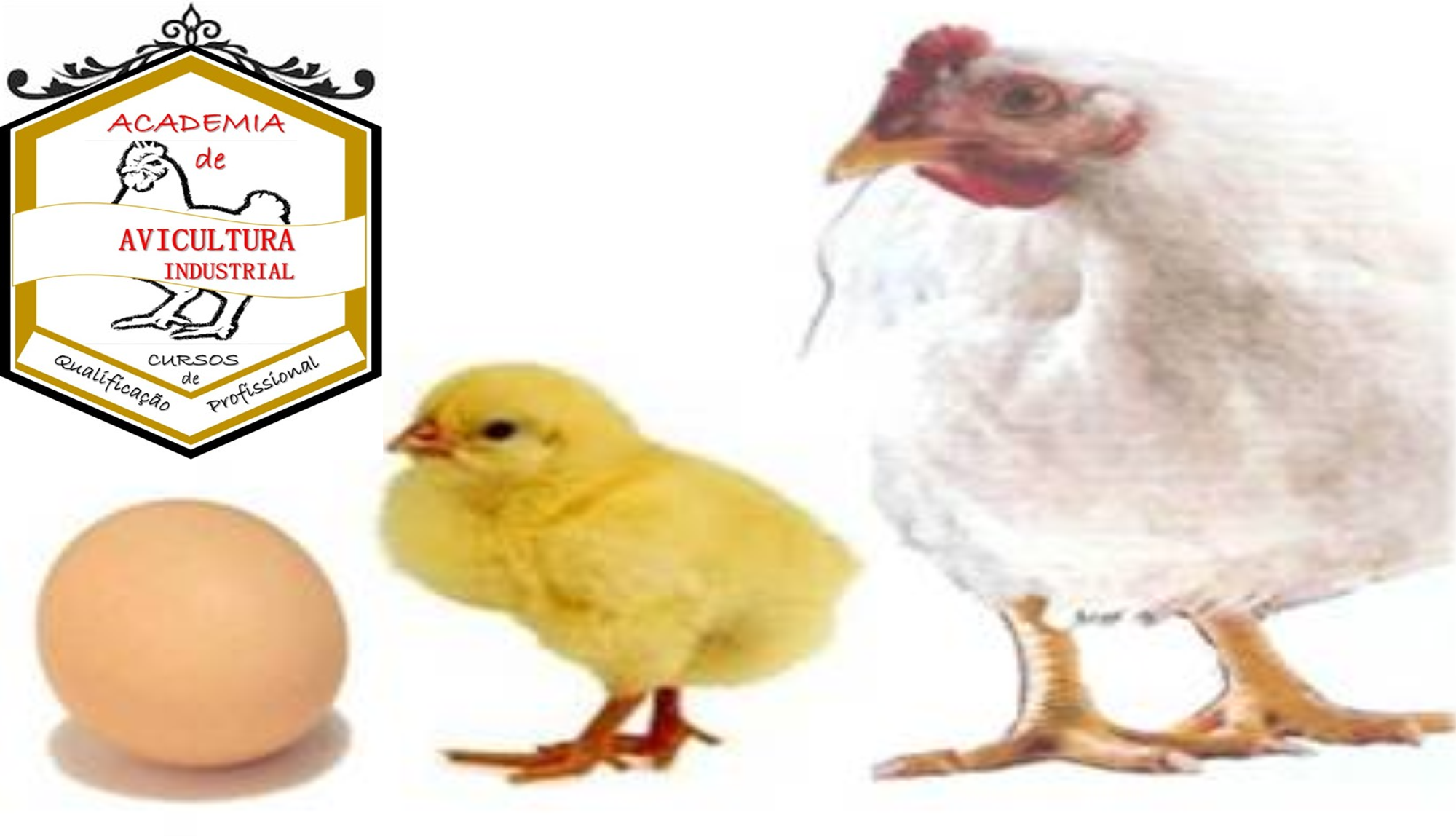 Academia de Avicultura